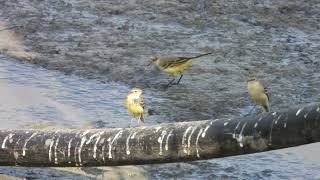 נחליאלי צהובים Yellow wagtails [upl. by Gawain]