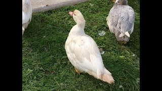 Introducing Muscovy Duck  Cate Blanchette [upl. by Nerfe]