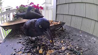 Lone Grackle being picky [upl. by Rriocard]