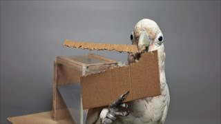 Cockatoos Make Tools from Different Materials [upl. by Ladiv]