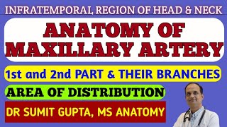 MAXILLARY ARTERY  1st and 2nd part  Branches [upl. by Neelyak855]