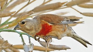 Common linnet Calling and Feeding Linaria cannabina Song Canto Pintarroxo [upl. by Piscatelli]