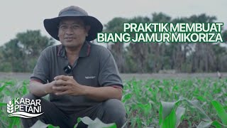 PRAKTIK MEMBUAT BIANG JAMUR MIKORIZA  Kabar Petani [upl. by Elimay978]