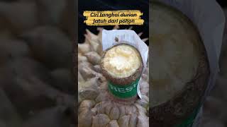 Perbedaan tangkai durian jatuh alami dan durian dipetik memakai pisau shorts durian kebundurian [upl. by Arolf]