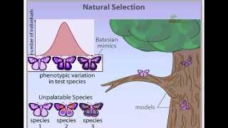 Natural Selection animation stabilizing disruptive and directional selection [upl. by Etnaled]