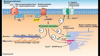 The Heart Part 5  Autonomic Influence over Heart Rate amp Cardiac Output cAMP Starling Law [upl. by Nyletac]