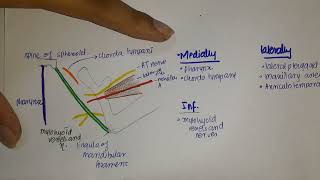 Temporomandibular Joint TMJ  Articular Surfaces LigamentsArticular discs [upl. by Talich]