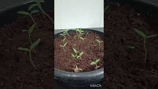 Chilli or Chili Seedlings plant garden [upl. by Eivol206]