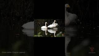 Whooper swan  Cisne cantor birds birdslover naturaleza best nature swan [upl. by Erbua621]