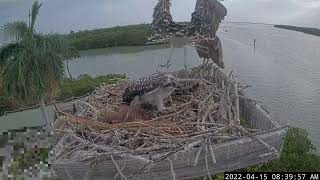 Captiva Osprey Cam  2022415 0836 [upl. by Droflim]