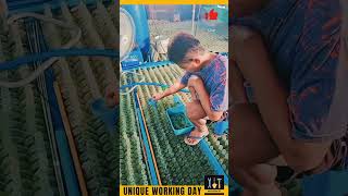 Unique Working Day 60  China Betta farm shorts farm beta [upl. by Indyc]