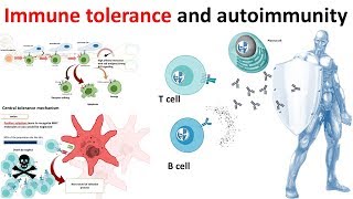 Immune Tolerance and autoimmunity overview [upl. by Ellevart]