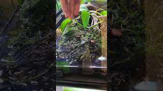 AIMEZVOUS LES CRABES  😍😍😍 terrario crab bug bugs terrarium aquarium animals pets nature [upl. by Alika103]