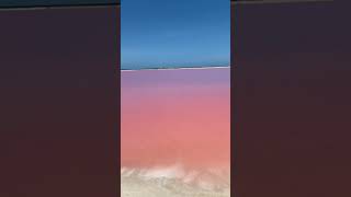 Las COLORADAS YUCATÁN 🦩🏖️ [upl. by Sinnel]