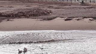 FAMILY OF SWANS AT ROKER PIER [upl. by Abehsat]