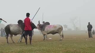 আকর্ষণীয় ষাড়ের লড়াই  ভাগ্যরাজ বনাম মাটির ময়না  sharer lorai sylhet win baggoraj ❤️ [upl. by Silvie]