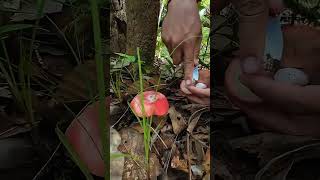 Mushroom Picking Techniques The Mushroom Era shortsviral viralvideo asmr wildmushrooms [upl. by Kerrie]