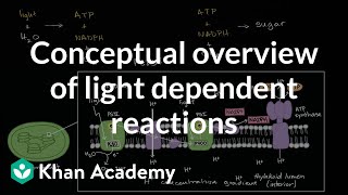 Conceptual overview of light dependent reactions [upl. by Charlton]