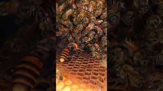 Giant Hornet Invades Honeybee Hive Targeting Larvae and Pupae [upl. by Adnamar]