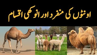 Camels Species found in the World  Dromedary Camel  Bacterian Camel  Llama  Guanaco etc [upl. by Lledra692]