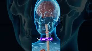 La Respiration  Comment Elle Impacte Réellement Votre Corps  Arrêtez le Massacre [upl. by Uamak]