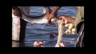 MAURITANIE  La pêche aux mulets Banc dArguin [upl. by Nagyam]