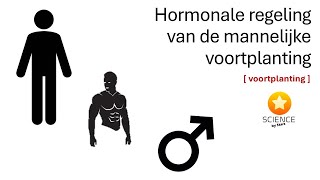 De hormonale regeling van de mannelijke voortplanting  GENETICA [upl. by Ade605]