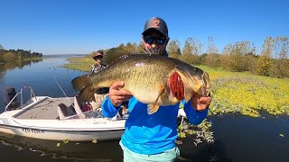 GIANT 13 POUND LARGEMOUTH BASS CAUGHT IN SOUTH AFRICA  Cast to Catch to SCALE [upl. by Reba]