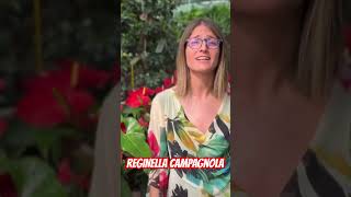 O Campagnola Bella… polka organettoabruzzese italiansongs [upl. by Essam]