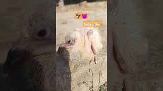 Landi buchi song 😈😈🦅kabutar pigeon [upl. by Tlevesoor807]