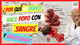 ⚠️ ¿PORQUE MI PERRO HACE HECES POPO CON SANGRE Y MUCOSIDAD⚠️HECES CON SANGRE EN PERROS [upl. by Wait]