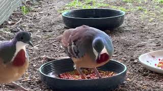 Mindanao bleedingheart Gallicolumba crinigera Bartletts bleeding heart dove [upl. by Faxan]