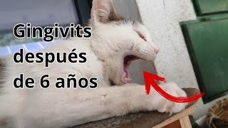 🐱 Mi Gato Tim 6 Años Sin Dientes desde la Gingivitis 🩺❤️ [upl. by Telimay]