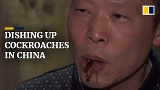 Cockroaches a cash cow for Chinese farmer who breeds them for food and medicine [upl. by Finbur308]