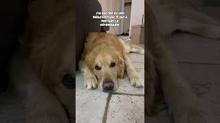 URGENCE VÉTÉRINAIRE 🏥 DE NOUVEAU POUR SPAROWIl ne bougeait plus 😭 goldenretriever chien [upl. by Crocker]