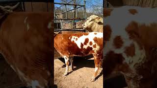 Simmental improved breeding cow 123 [upl. by Candyce617]