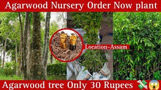 Agarwood tree in Assam price Agarwood plants Nursery farming in india Agarwoodtree [upl. by Esyla]