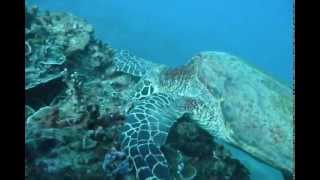 Samoa  Dive Savaii [upl. by Garlan]