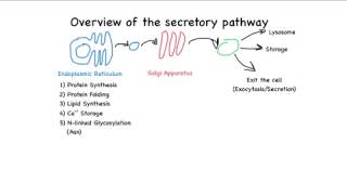 Overview of the secretory pathway [upl. by Elka34]