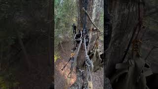 First Saddle Sit archery bowhunting bowhunting saddlehunting [upl. by Telfer]