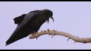 Female raven croaking Anna [upl. by Slaughter781]