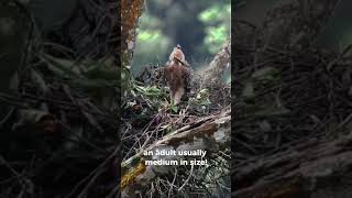 Javan HawkEagle  Elang Jawa Nisaetus Bartelsi [upl. by Obmar]