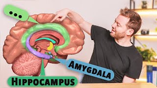 Das Limbische System Aufbau und Funktion verstehen [upl. by Jenni]