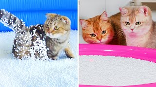 Can Cats Run On Bean Bag Fillings  Compilation [upl. by Schilit]