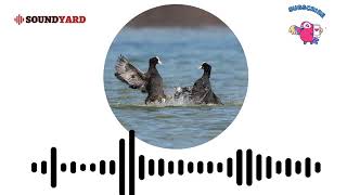 Eurasian Coot Fulica Atra Sound Eurasian Coot Call and Song Audiogram Version [upl. by Haggerty]