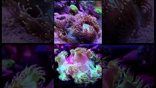 Elagance Coral DISCOVER the BEAUTY of Catalaphyllia jardine [upl. by Nashbar]