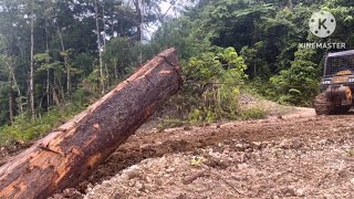 This is expensive logwood being pulled by a Bulldozer D68ess [upl. by Waylon]