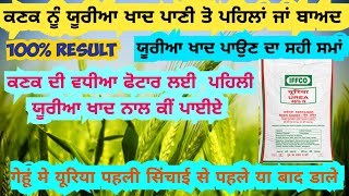 ਕਣਕ ਨੂੰ ਯੂਰੀਆ ਖਾਦ ਪਾਉਣ ਦਾ ਸਹੀ ਸਮਾਂ👈 Right time to apply urea fertilizer to wheat [upl. by Picco]