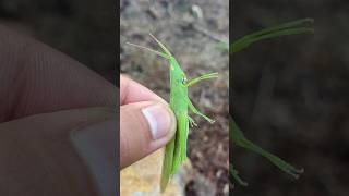 Oriental Long Headed Locust grasshopper insect shorts [upl. by Alleuqram]