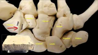 Osteology of the hand [upl. by Behlke]